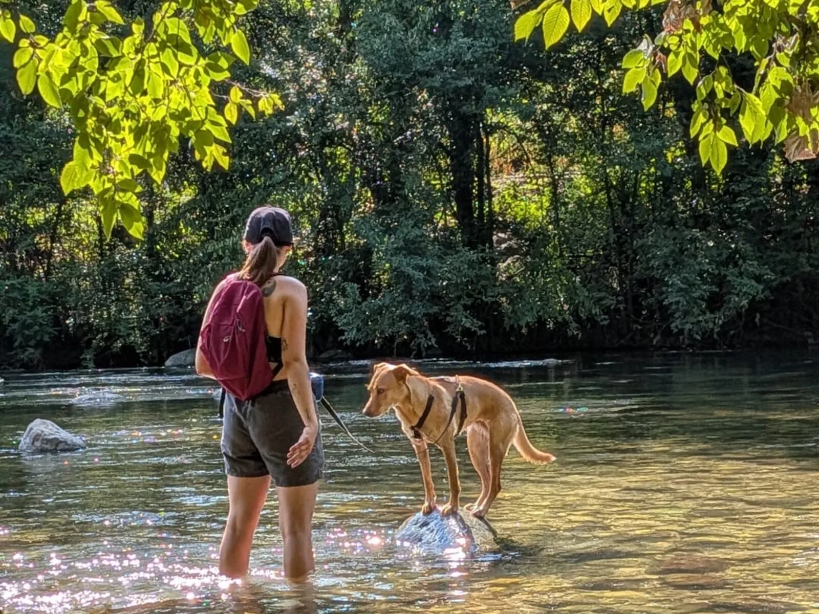 Io e un cane in riva a un fiume, durante una passeggiata nel bosco
