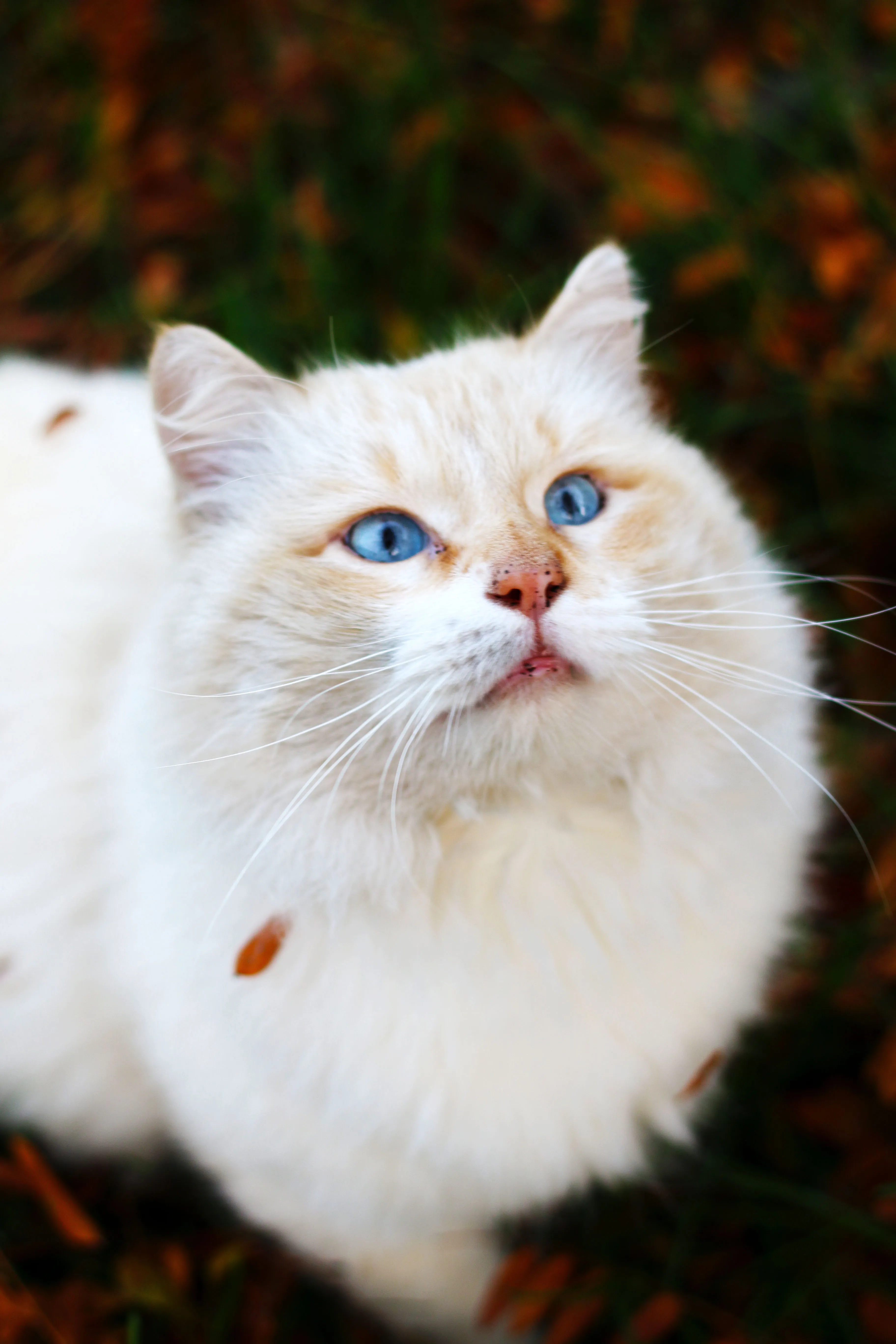 Un gatto che guarda in alto, all'aperto
